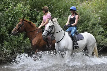 Mastering Dressage: Practical Strategies for Confident Riding and Training